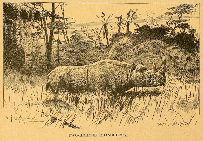 Brown 1892 Two-horned
