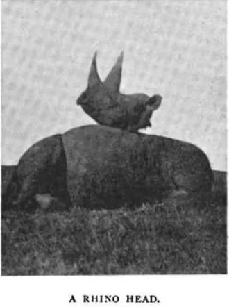 Ansorge 1899 Rhino head