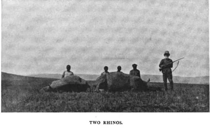 Ansorge 1899 two rhinos