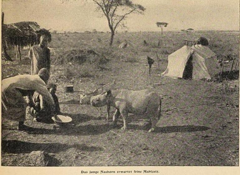 Kilimanjaro 1903 capture