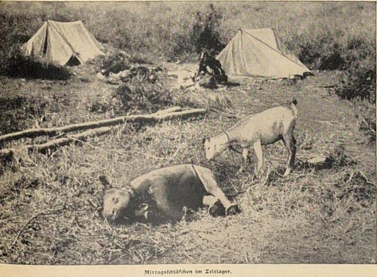 Black rhino 1903 Tanzania