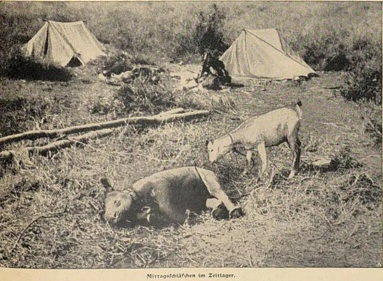 Black rhino 1903 Tanzania