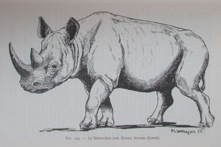 Dekeyser 1955 black rhino