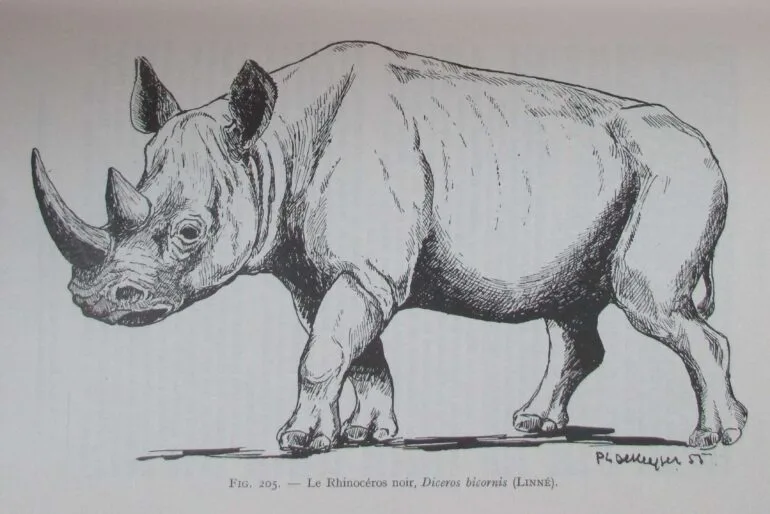 Dekeyser 1955 black rhino