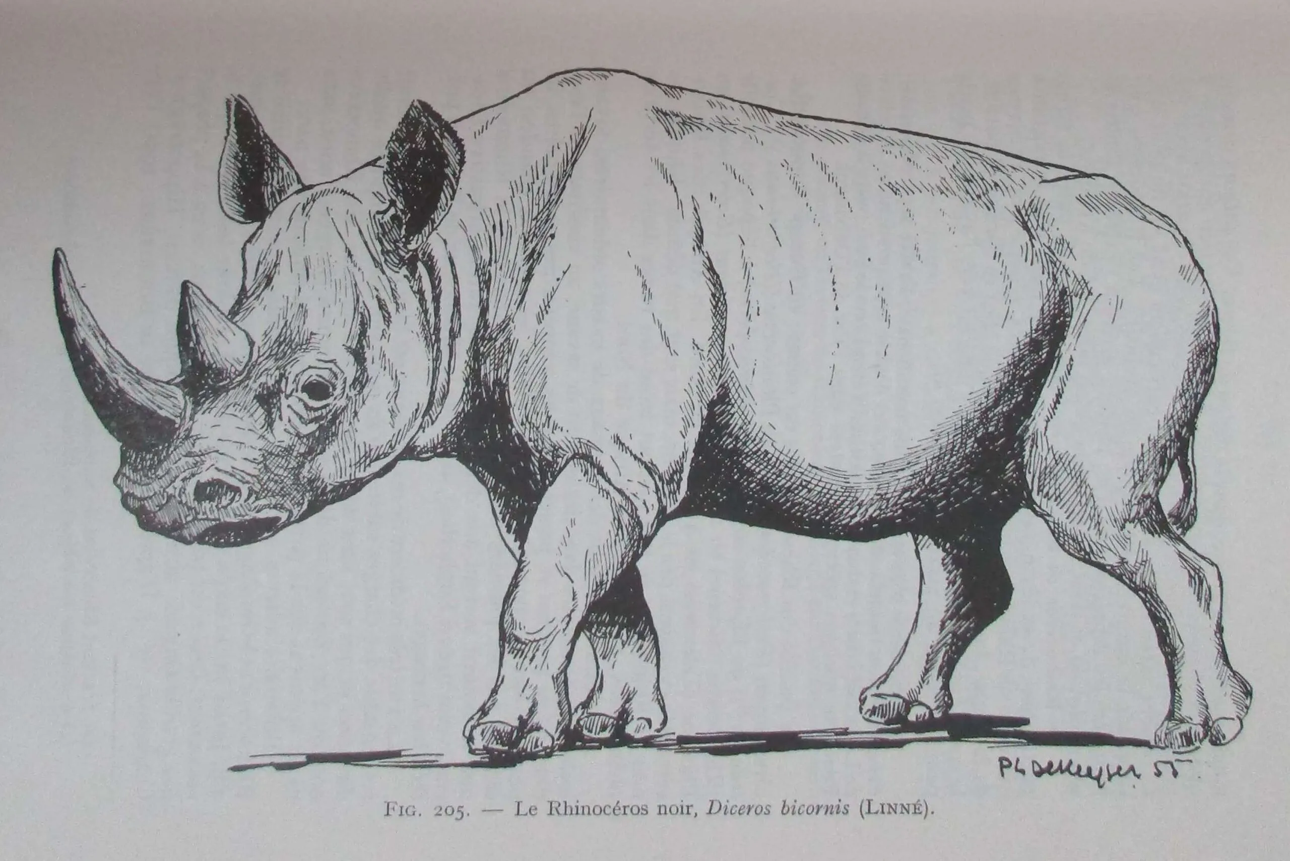Dekeyser 1955 black rhino
