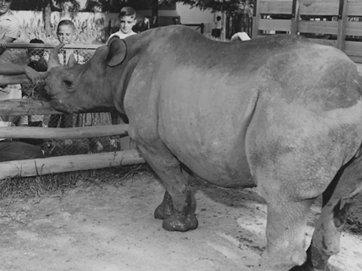 Cacareco black rhino