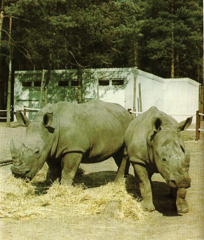 Safaripark Stukenbrock 1976 white rhinos