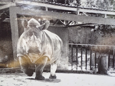 Rio de Janeiro white rhino