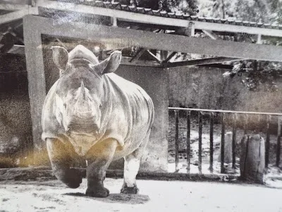 Rio de Janeiro white rhino
