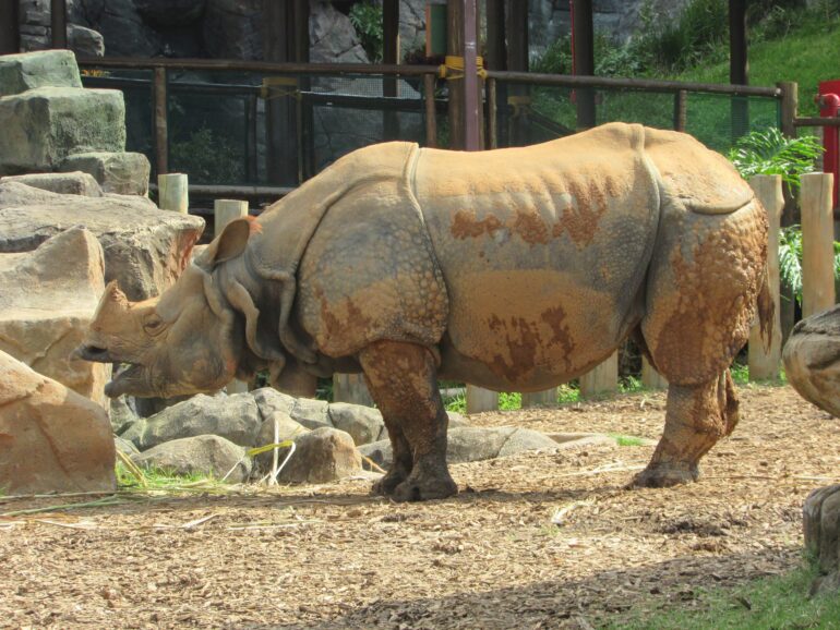 Animalia Park Brazil 2024