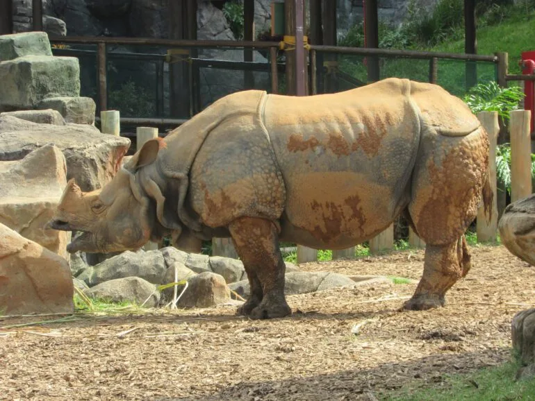 Animalia Park Brazil 2024