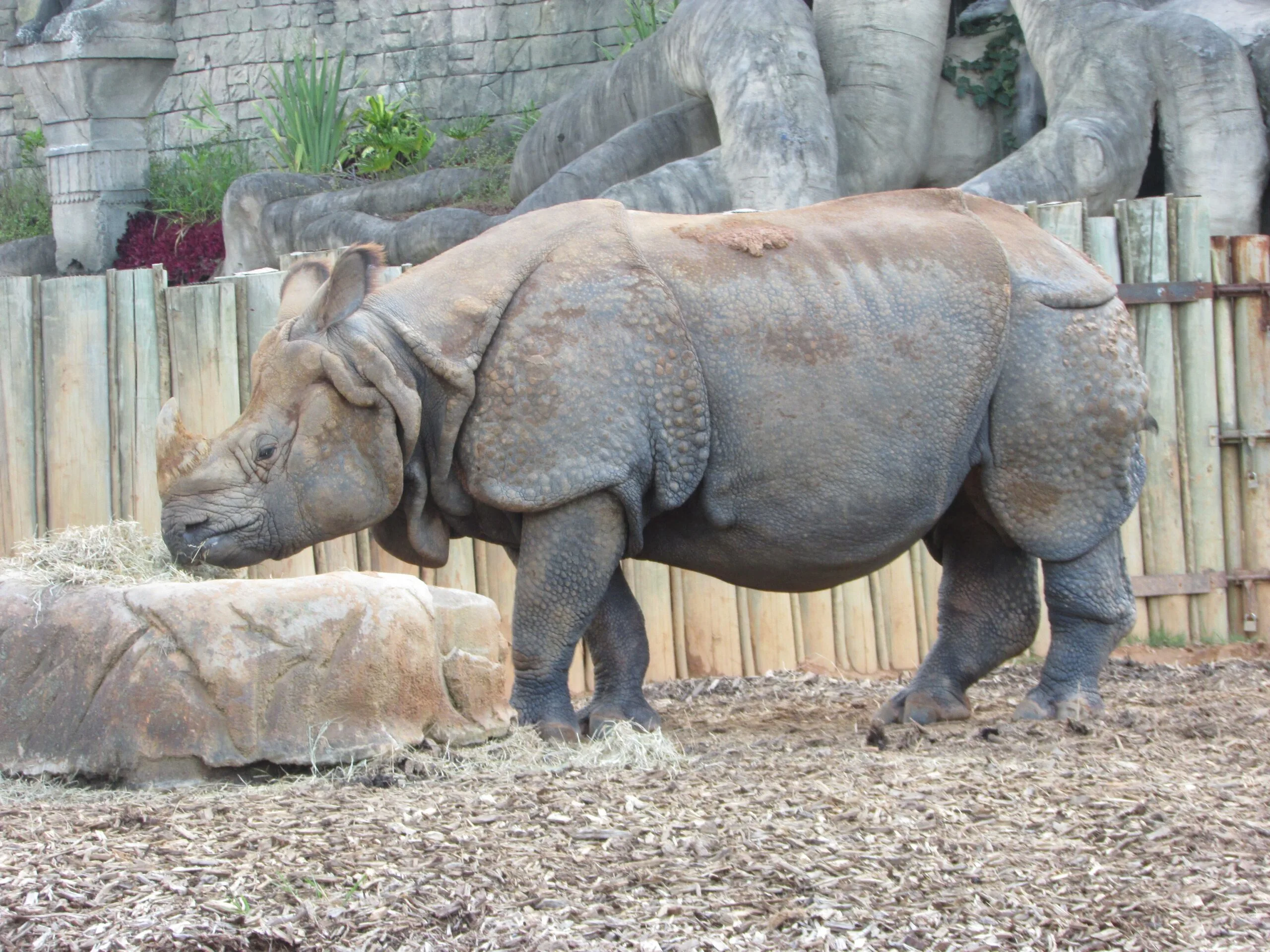 Animalia Park 2024 Indian rhino