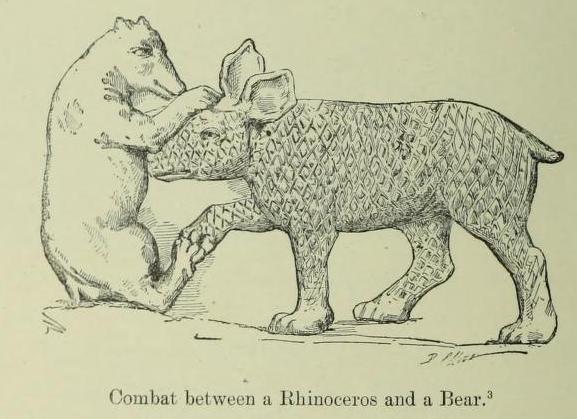 Rhino and bear
