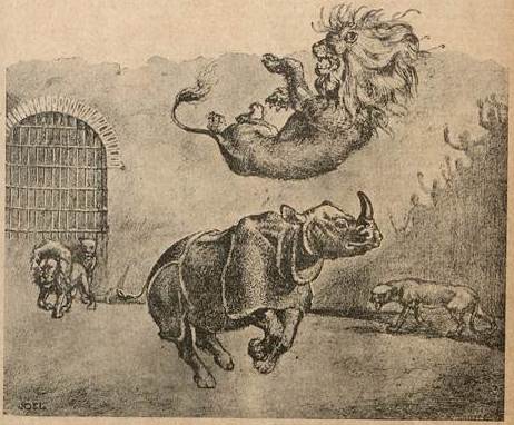 Lion vs rhinoceros