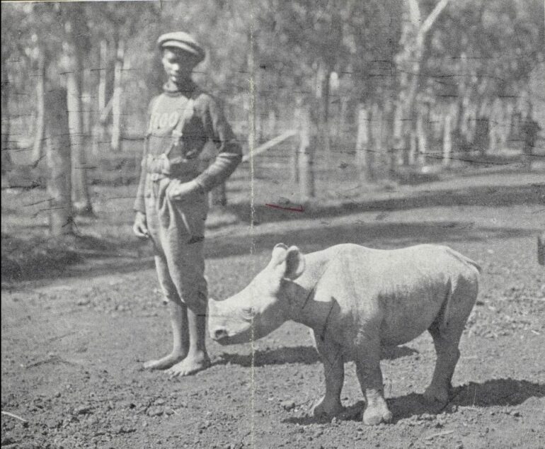Pretoria 1949 Zuluana