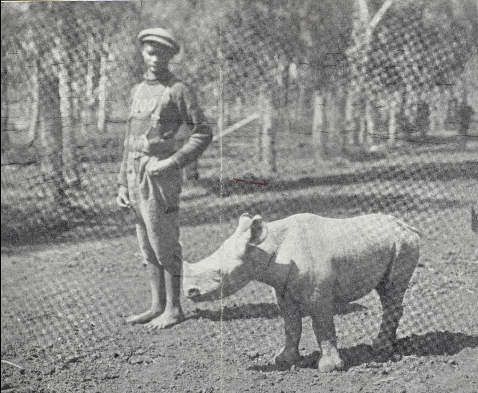 Pretoria 1949 Zuluana