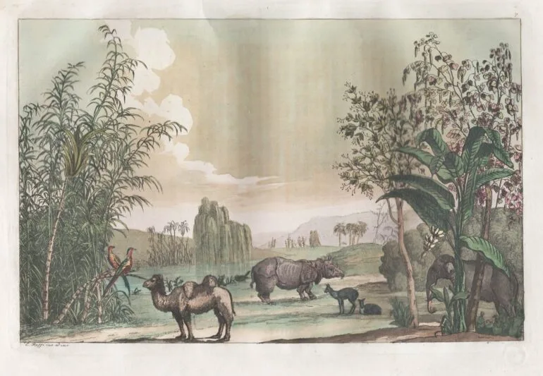 Rossi rhino and dromedary