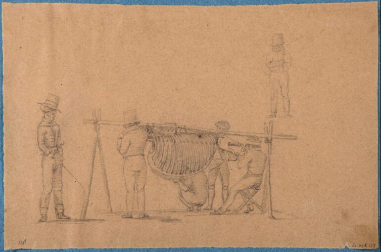 Preanger 1819 rhinos killed