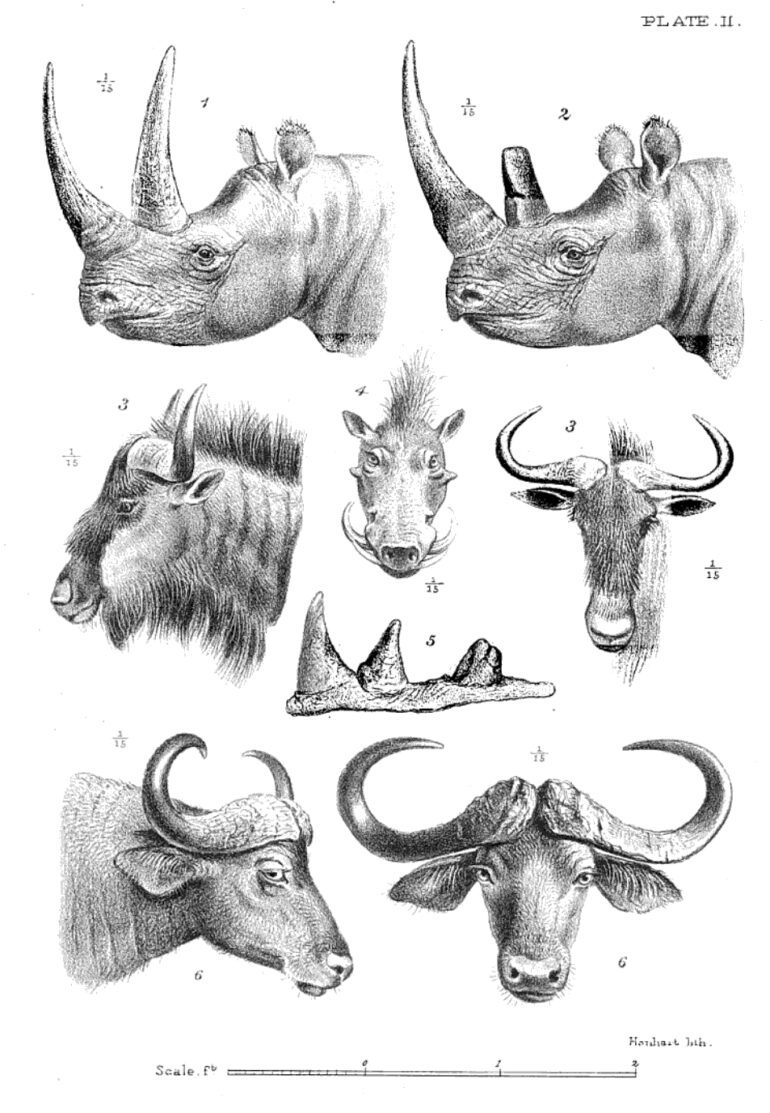 Willoughby 1889 Kenya