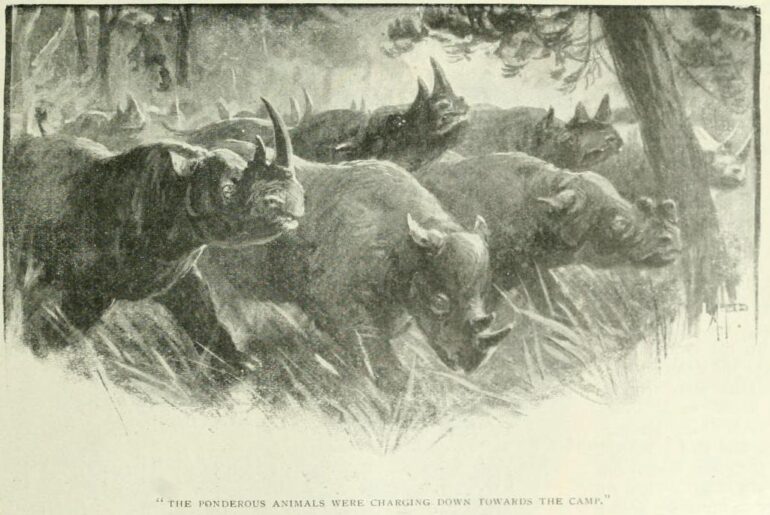 Charge by group of black rhino 1905