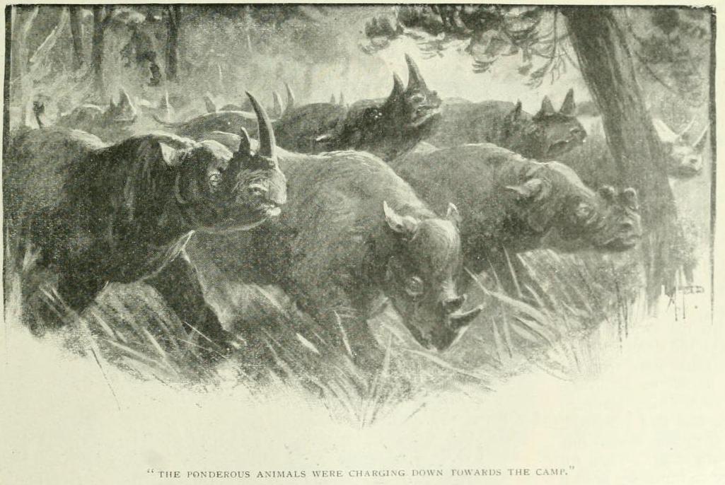Charge by group of black rhino 1905