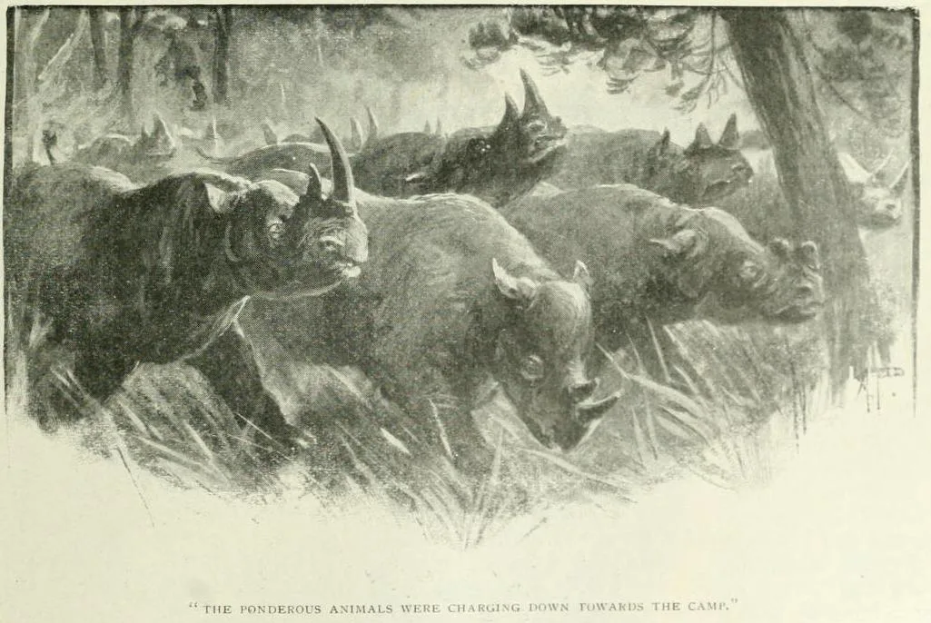 Charge by group of black rhino 1905