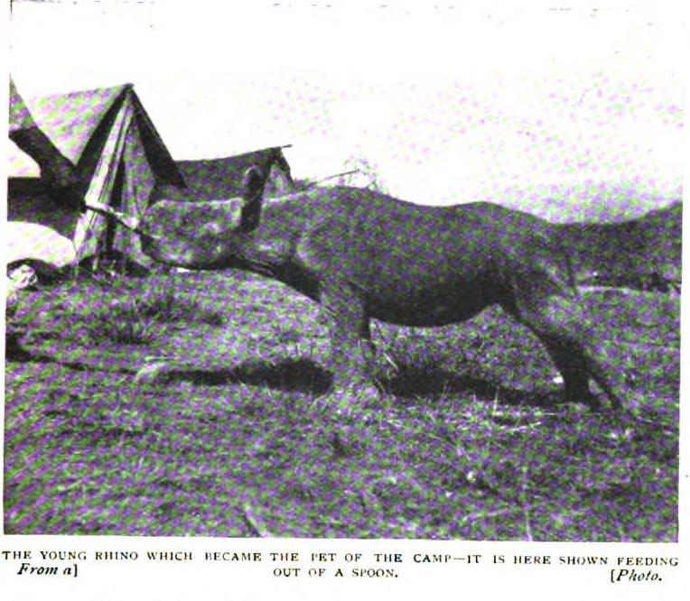 Bright party 1907 baby rhino