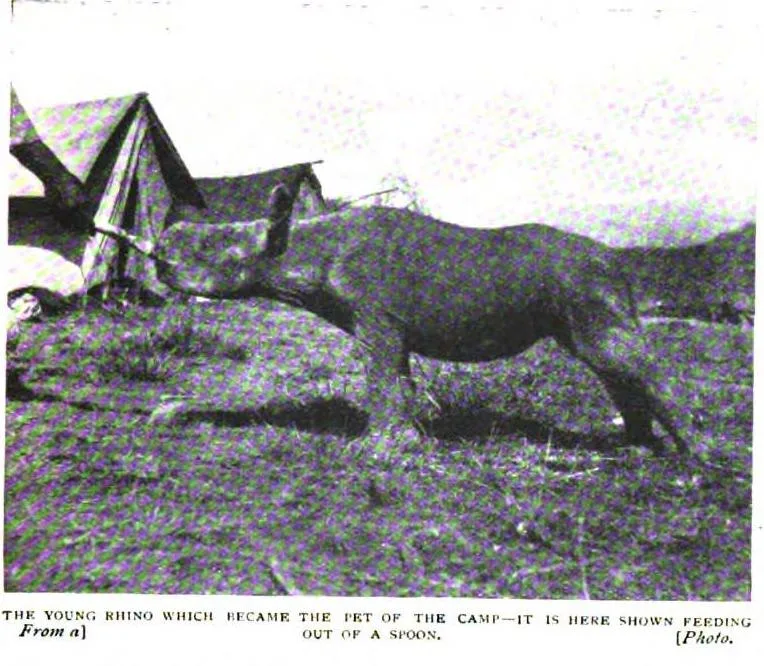 Bright party 1907 baby rhino