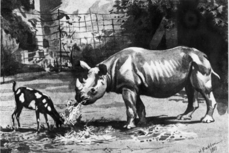 Cairo 1911 goat