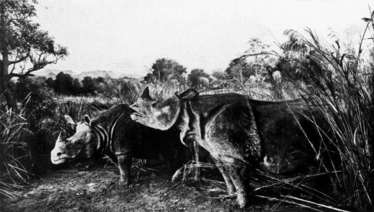 AMNH 1931 Indian rhino diorama