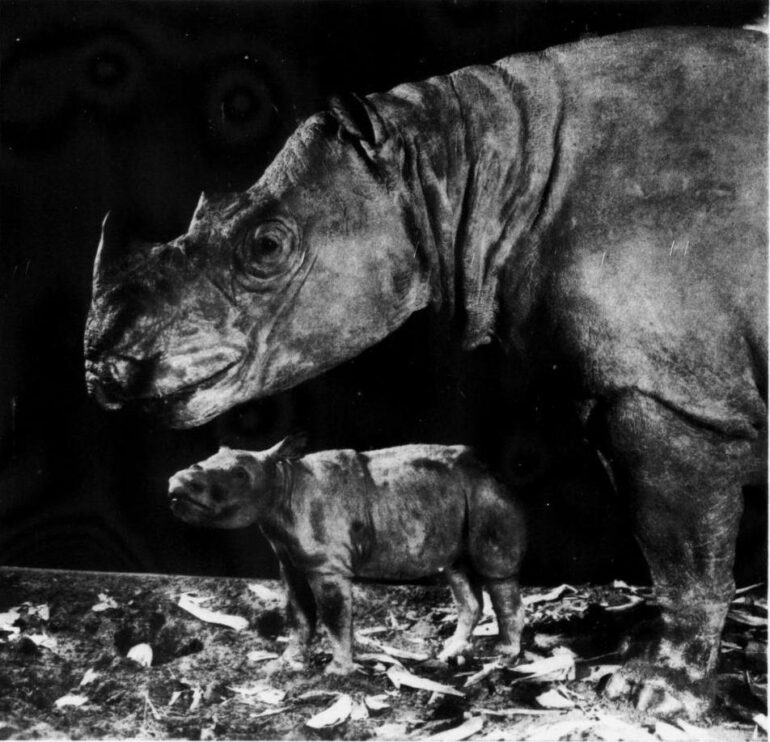 AMNH 1931 Dumatran diorama