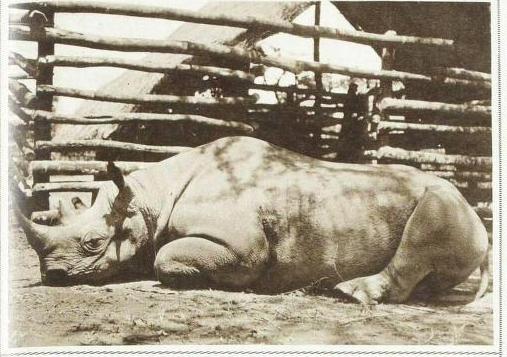 Stanton 1939 Kamata adult black rhino