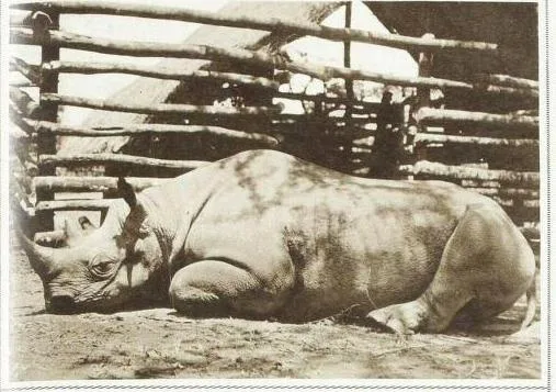 Stanton 1939 Kamata adult black rhino