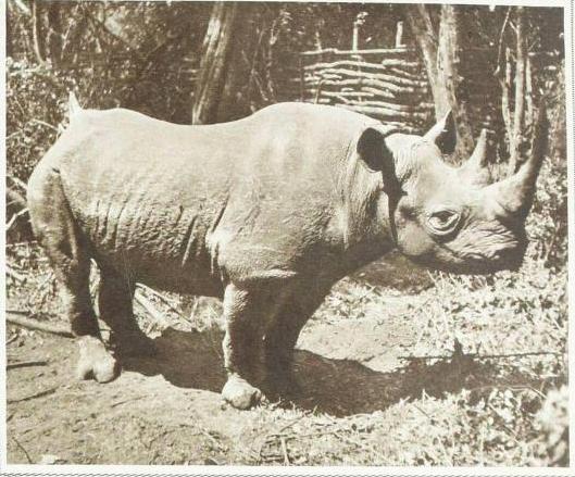Stanton 1939 Romeo adult captive rhino