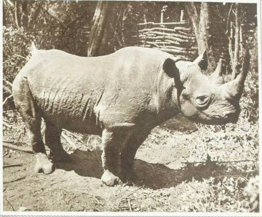 Stanton 1939 Romeo adult captive rhino