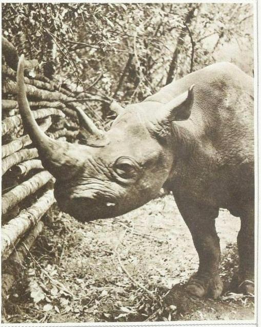 Stanton 1939 Caesar adult rhino