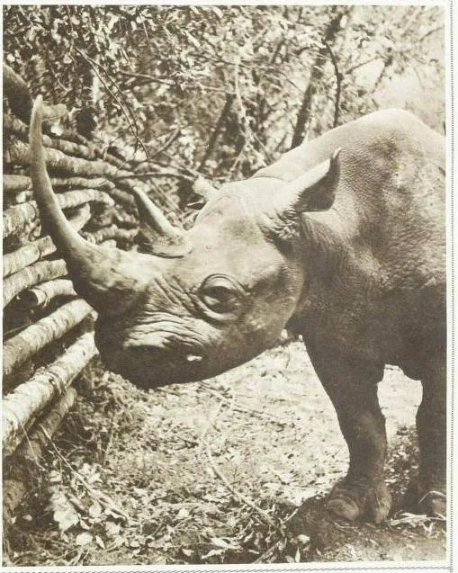 Stanton 1939 Caesar adult rhino