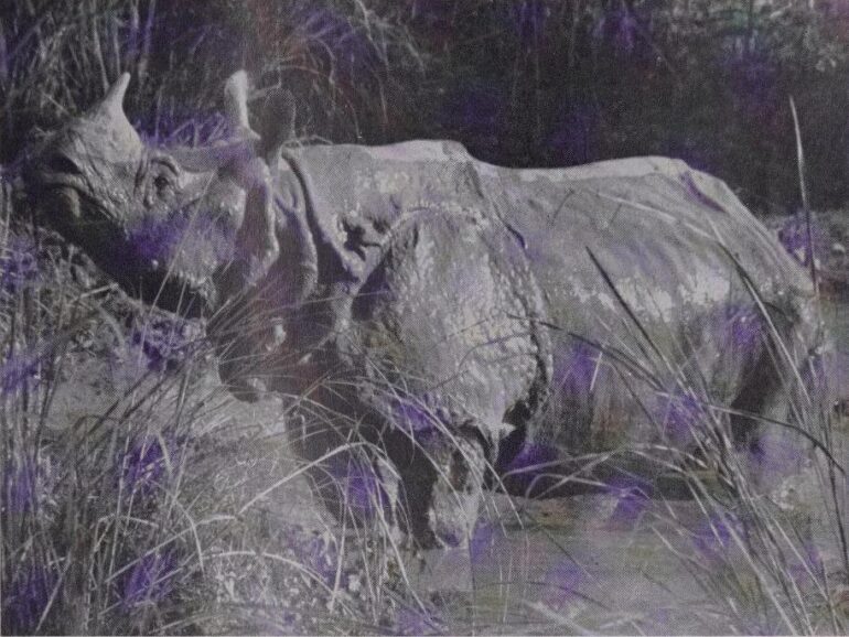 Seshadri 1959 Kaziranga