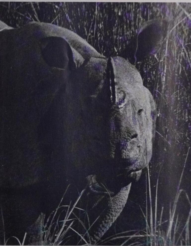 Seshadri 1959 Kaziranga front view