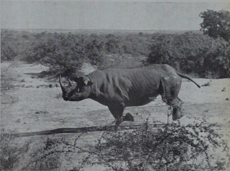 Uganda 1961 black rhino