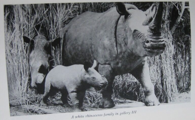 Nile rhino in Powell Cotton Museum