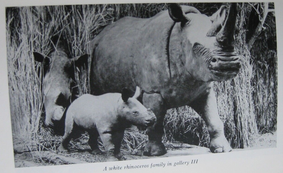 Nile rhino in Powell Cotton Museum
