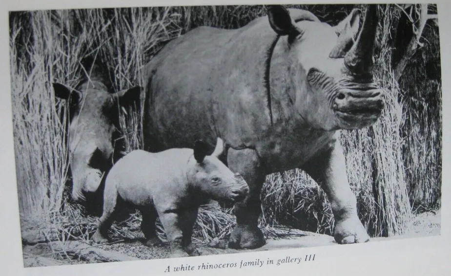 Nile rhino in Powell Cotton Museum