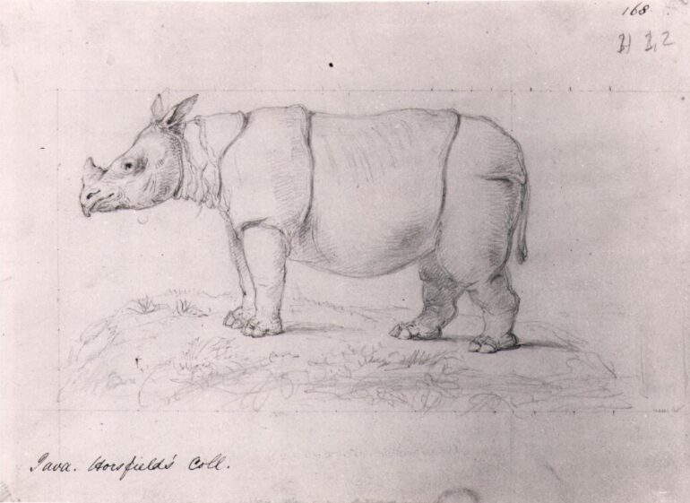 Horsfield: Javan rhinoceros