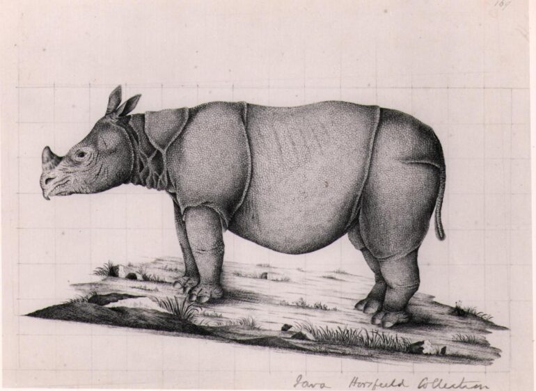 Horsfield drawing of Javan rhino