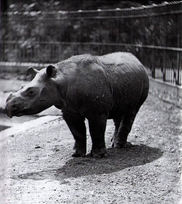 F.York, 1872: Sumatran in London Zoo
