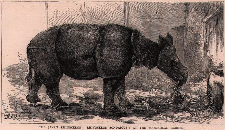 Javan Rhino in London 1874