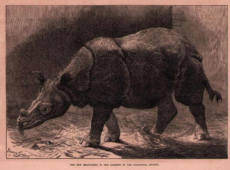 Bouverie Goddard: Javan in London Zoo