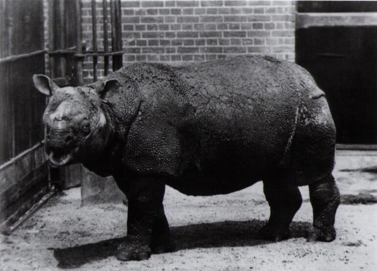 Javan rhino in London Zoo 1884