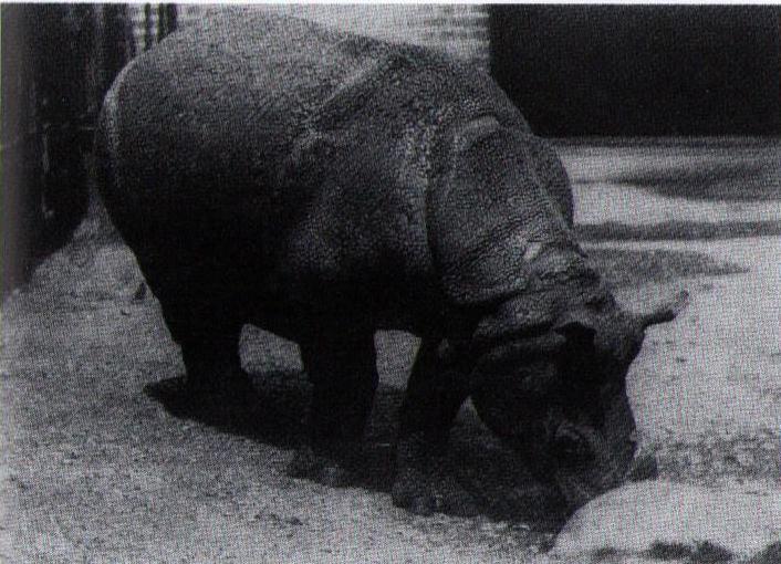 Dixon: Javan in London Zoo